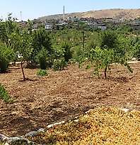 Siirt'te Eylül Ayıyla Birlikte Kuru Üzüm Mesaisi Başladı