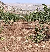 Siirt'te Fıstık Bahçelerine Domuz İstilası