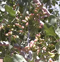 Siirt'te Fıstık Üreticilerine Psillid ve Dipkurdu Uyarısı