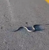 Siirt'te Havaların Isınmasıyla Yılanlar Ortaya Çıkıyor