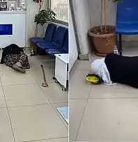 Siirt'te İlaç Almaya Giden Yaşlı Kadın Yorgunluğa Yenik Düştü: Eczanede Klima Altında Uyuyakaldı