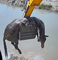 Siirt'te Kezer Çayı'nda Mahsur Kalan At Boğularak Öldü