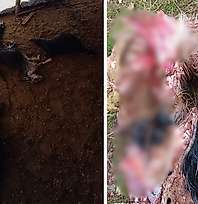 Siirt'te 4 Kurt Ağıla Girdi: 15 Koyun Telef Oldu, Aile Yardım Bekliyor