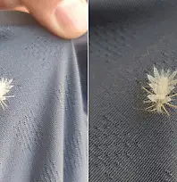 Siirt'te Nadir Görülen 'Dikenli Dantel Böceği' Görüntülendi