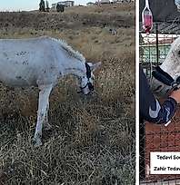 Siirt'te Ölüme Terk Edilen Zahir, Artı Siirt'in Paylaşımıyla Kurtarıldı