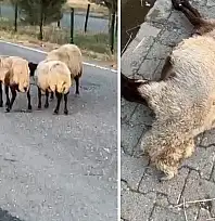 Siirt'te Onlarca Hayvan Telef Olmuştu! Ölüm Nedeniyle İlgili Şok İddia Ortaya Çıktı