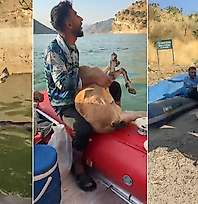 Siirt'te Örnek Davranış: Yaralı Dağ Keçisini Bulup Yetkililere Teslim Ettiler