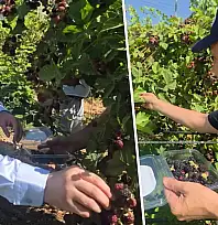 Siirt'te Özel Bireyler Böğürtlen Hasadı Yaptı
