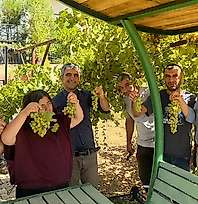 Siirt'te Özel Bireyler Üzümleri Hasat Etti