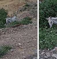 Siirt'te Sahipsiz Bırakılan At İçin Yetkililere Çağrı