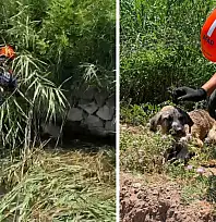 Siirt'te Su Kuyusuna Düşen Köpek AFAD Ekiplerince Kurtarıldı