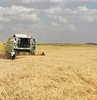 Siirt'te TMO Ödemeleri Başlıyor! Çiftçilerin Hesaplarına Yatırılacak