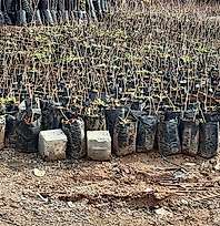 Siirt'te Üreticilere Hibeli Fidan Desteği: Başvurular 5 Ekim'de Başlıyor