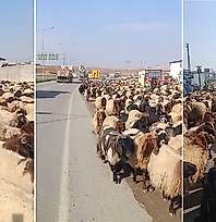 Siirt'te Yayladan Dönüş Başladı: Yüzlerce Koyun İpek Yolu'nda
