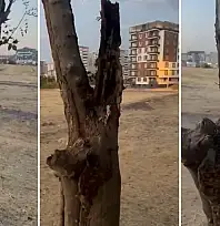 Siirt'te Yeşil Ağacın Gövdesini Yaktılar