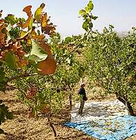 Siirt'te 'Yeşil Altın' Hasadı Hırsızlık Korkusuyla Erken Başladı