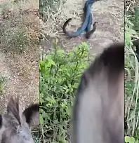 Siirt'te Yılanların Çiftleşme Dansı Kameraya Yansıdı