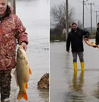 Tarlanın ortasından çıktı, tartıda 7 kilo geldi