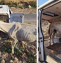 Siirt'te Terk Edilen Atı Kurtaran Mehmet Yüce'den Çağrı: ''Rehabilitasyon Çiftliği Kurulmalı''
