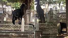 Siirt'te Mezarlığa Giren Keçiler Tepki Çekti: 'Ölülerimize Biraz Saygımız Olsun'