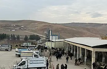 Aylar sonra gelen müjdeli haber: Siirt Hayvan Pazarı yeniden açıldı