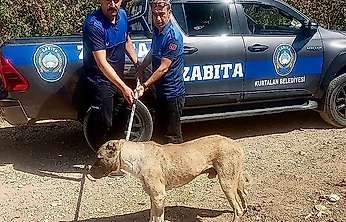 Bakanlık Talimat Verdi! Siirt'te Sokak Hayvanları Denetlenecek