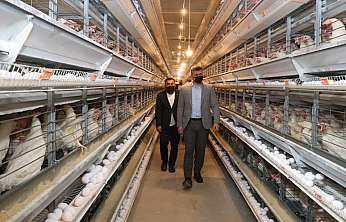 Batman'ın Yumurta İhtiyacını Siirt Karşılıyor