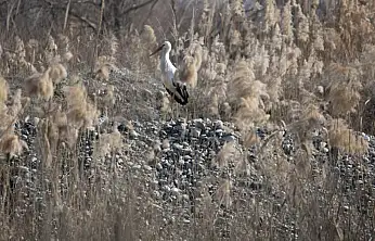 Batman–Siirt–Diyarbakır hattında 500'e yakın leylek artık göç etmiyor