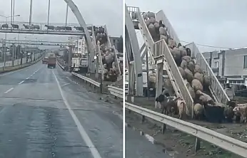 Cizre'deki görüntüler tebessüm ettirdi! Siirt'te eski zamanlar da böyleydi