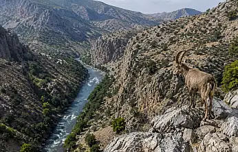 DEM Parti'den Siirt'teki Yaban Keçisi Av İhalesine Tepki: Doğa Satılık Değildir
