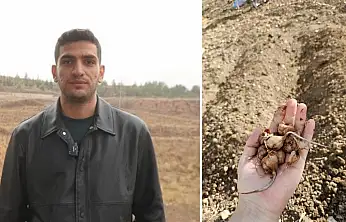 Dünyanın en pahalı baharatı Siirt toprağıyla buluştu