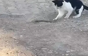 Siirt'te fareyle oynar gibi yılanla oynadı, ağzıyla kapıp uzaklaştı