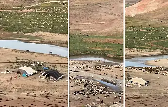 Göçerler Binlerce Koyunla Siirt'e Ulaştı: Başur Çayı Kenarında Konakladılar