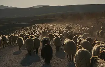 Göçerlerin Dönüş Yolculuğu Başladı: Sürüler Siirt'in Yolunu Tutuyor