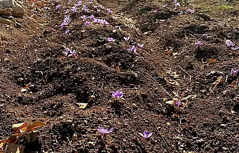 Kilosu 600 Bin TL Olan Üründe Siirt'te İlk Adım: Deneme Ekimi Yapıldı