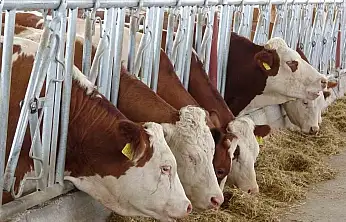 Kurtalan'da Şap Alarmı: Bir Köyde Daha Hastalık Tespit Edildi, Karantina Genişletildi