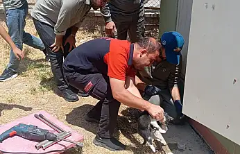 Kurtalan'da Trafo Deliğine Sıkışan Kedi Ekiplerin Çalışmasıyla Kurtarıldı