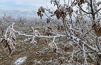 MGM'den Siirt için kritik uyarı: İl merkezi ve tüm ilçelerde kuvvetli zirai don bekleniyor