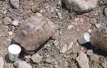 Pervari'de Sıcaktan Bunalan Kaplumbağaya Su Verdi