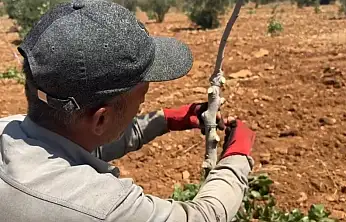 Siirt anacı üzerine, Antep fıstığı aşılanıyor: İşte nedeni