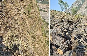 Siirt-Bitlis sınırında orman kesimine tepki: 'Doğa ve yaban hayatı zarar görüyor'