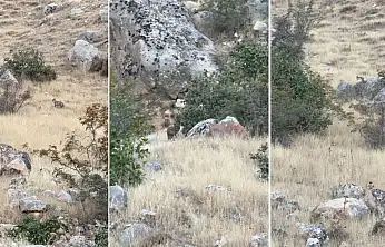 Siirt Botan Vadisi Milli Parkı'nda Ender Görülen 2 Çakal Görüntülendi