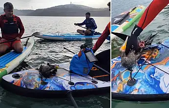 Siirt Botan Vadisi'nde Tüfekle Vurulmuş Yaralı Karabatak Kurtarılamadı! Siirt Doğa Turizmi Kimin Umurunda!