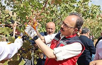Siirt Fıstığı Festivali'nde hasat heyecanı: Vali Kızılkaya üreticilerle buluştu