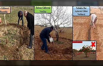Siirt fıstığında doğru gübreleme için kritik dönem! Siirt Fıstıkçılık birimi detayları anlattı