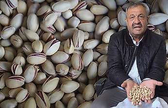 Siirt fıstığında ithal ve fiyat oyunu: '600 liraya alıp 1500 liraya satıyorlar'