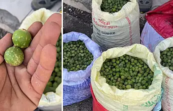 Siirt'in dağlarında yetişiyor, köylüye gelir kapısı oluyor: Mazı meşesinin bilinmeyen hikâyesi