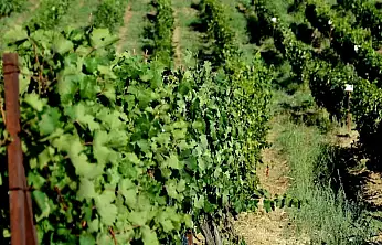 Siirt'in Üzüm Hazineleri: Türkiye'nin 60 Yıllık Asma Gen Bankası'nda Siirt'e Ait Özel Türler Koruma Altında