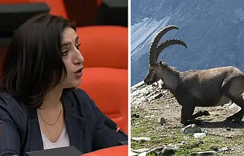 Siirt'in Yaban Keçileri Meclis Gündeminde: ''İhale Derhal İptal Edilmeli''