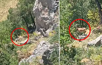 Siirt'in Zirvelerinde Eşsiz An: Dağ Keçisi Cep Telefonuyla Kaydedildi